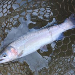 ベストシーズンのはずだが ～大安トラウトレイク～